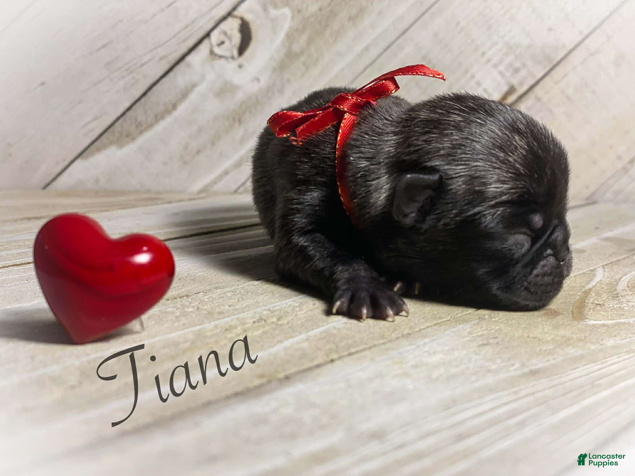 Pug dogs Tiana - Ad 8