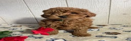 Mini Goldendoodle dogs for sale: Milton - Ad 3