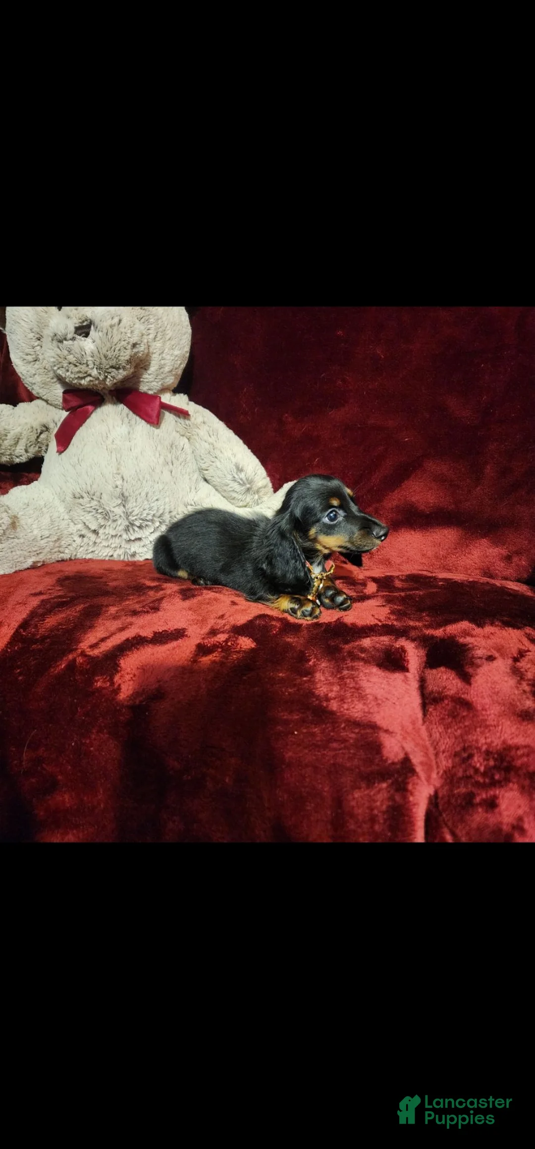 Miniature Dachshund dogs for sale: WALKER - Ad 2