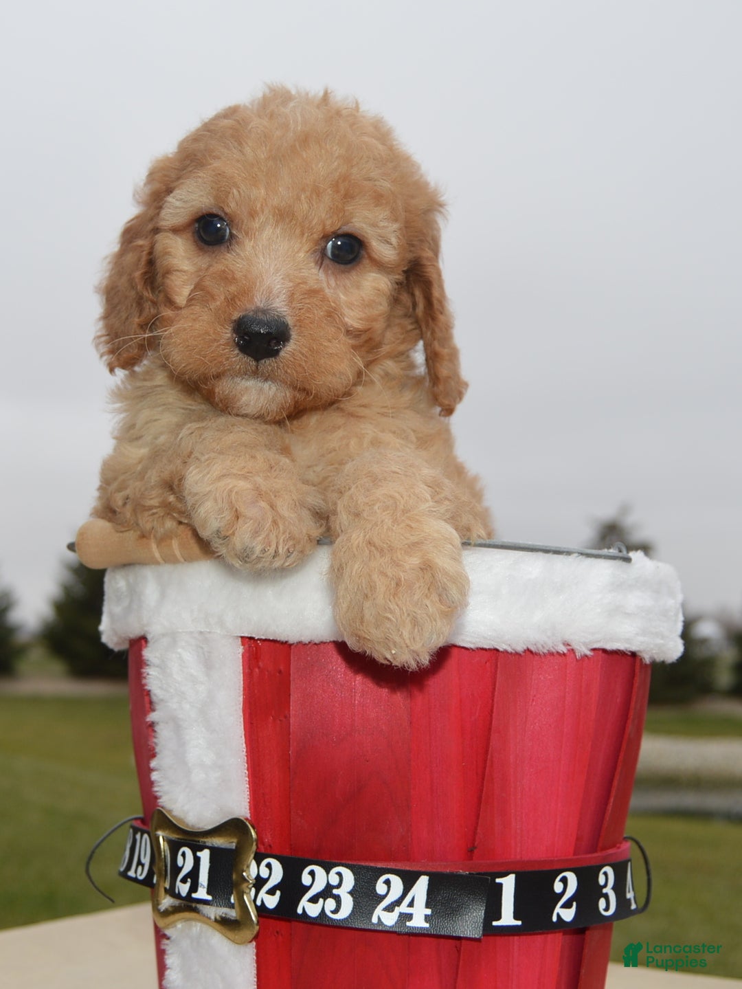 Irish Doodle dogs for sale: Mini Izzy - Ad 18