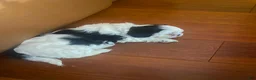 Shih Tzu dogs for sale: Shih Tzu Puppy 1 - Ad 5