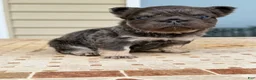 French Bulldog dogs for sale: Coco - Ad 3
