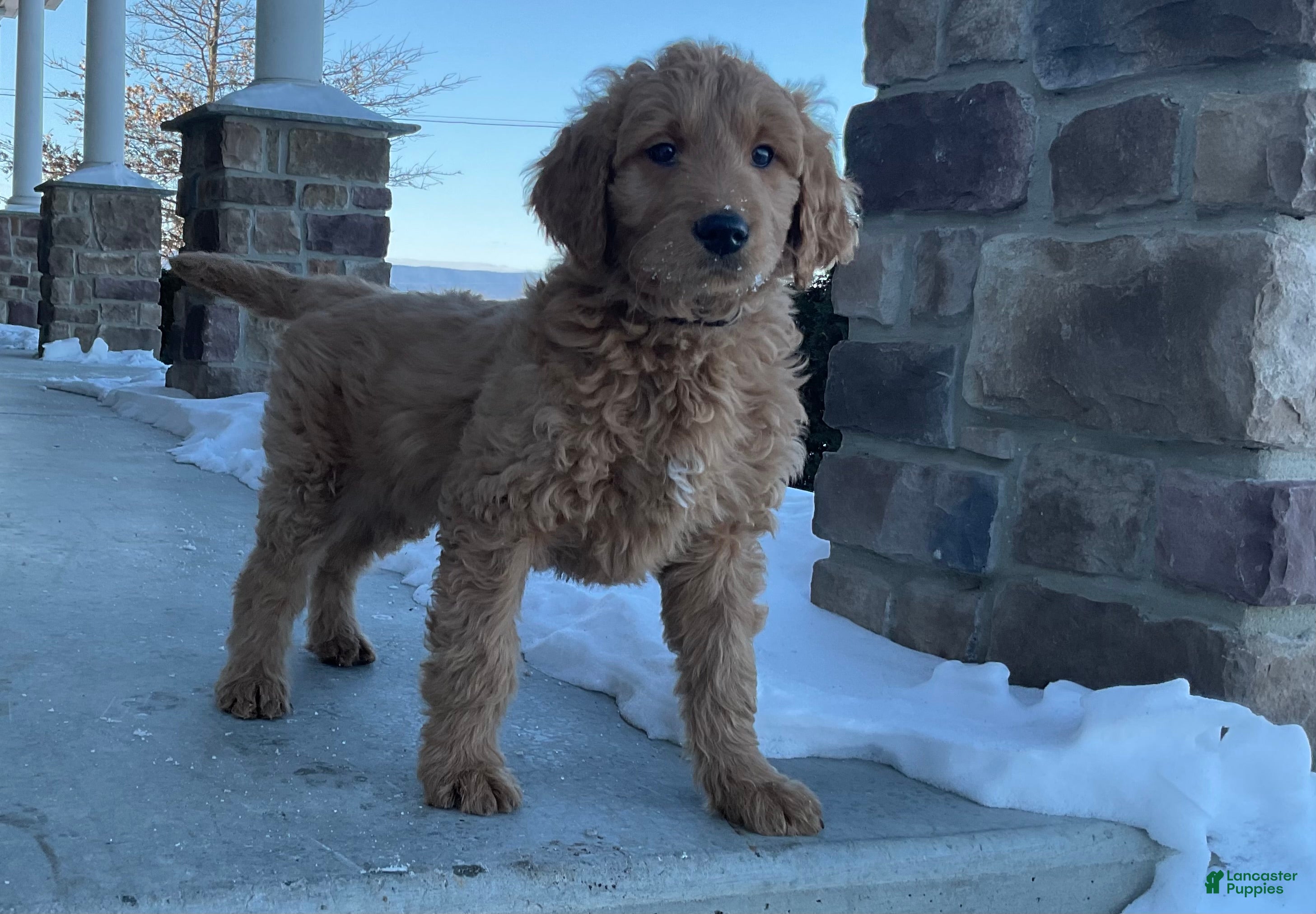 Goldendoodle dogs Chase - Ad 17