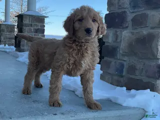 Goldendoodle dogs Chase - Ad 39