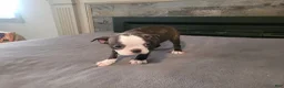 Boston Terrier dogs for sale: Kim  - Ad 3