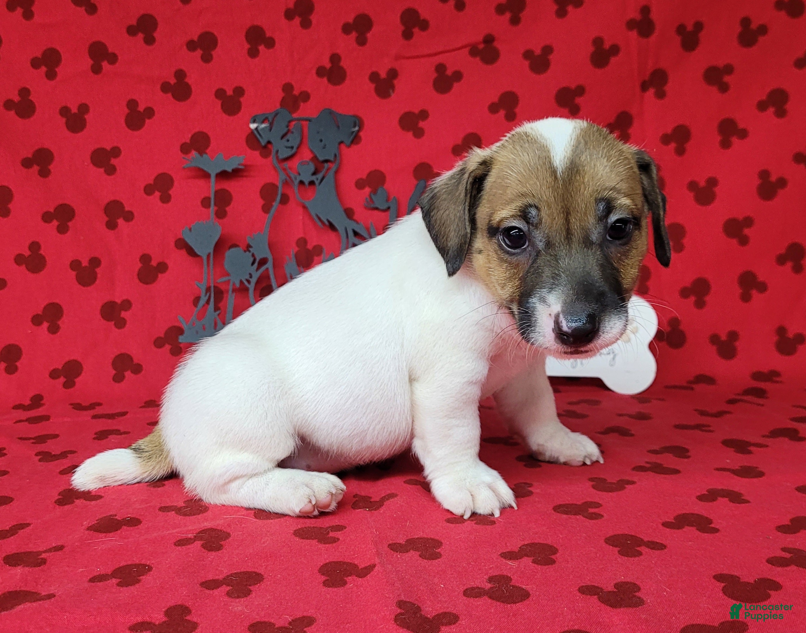 Jack Russell Terrier dogs CKC "Pogo" Delivery Available  - Ad 2