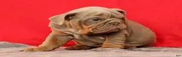 English Bulldog dogs for sale: Sarge - Ad 2