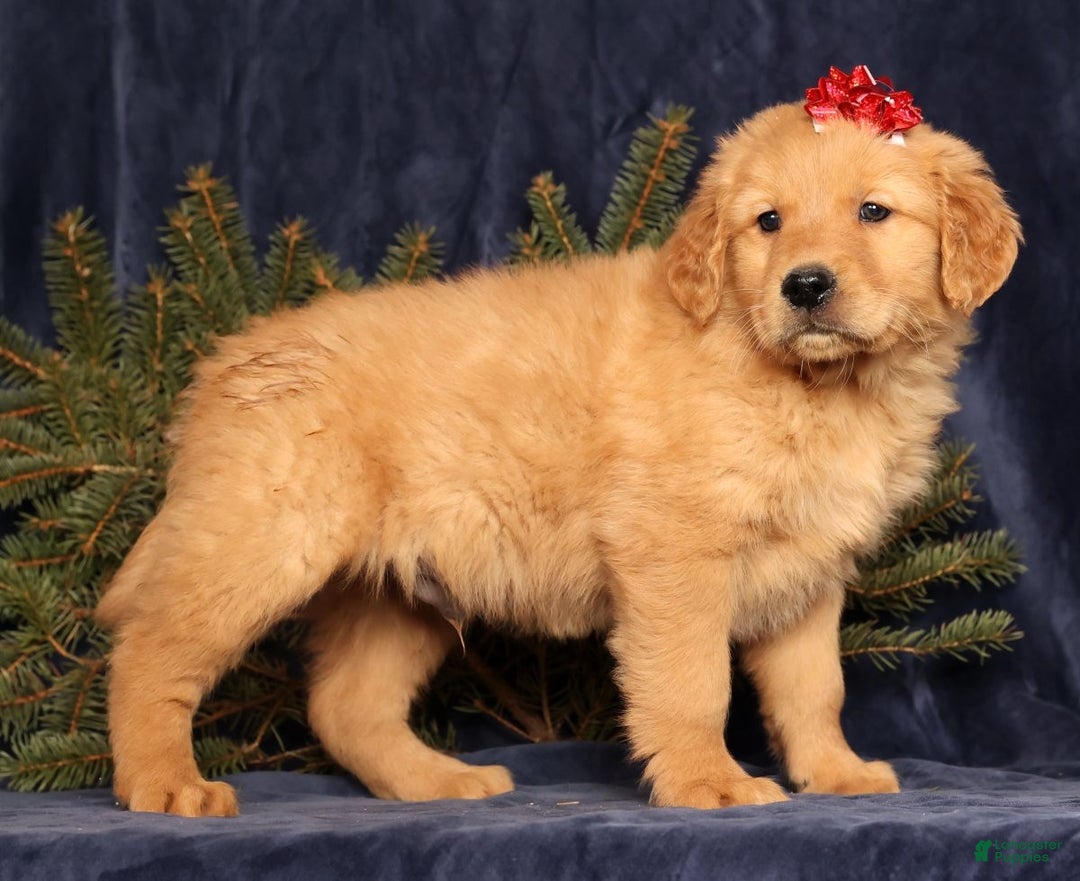 Golden Retriever dogs for sale: Dallas - Ad 1