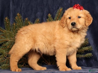 Golden Retriever dogs Dallas - Ad 2