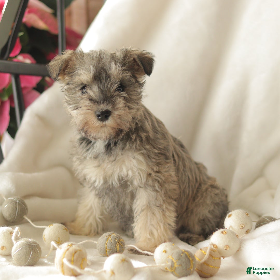 Miniature Schnauzer dogs for sale: Moon Light - Ad 2