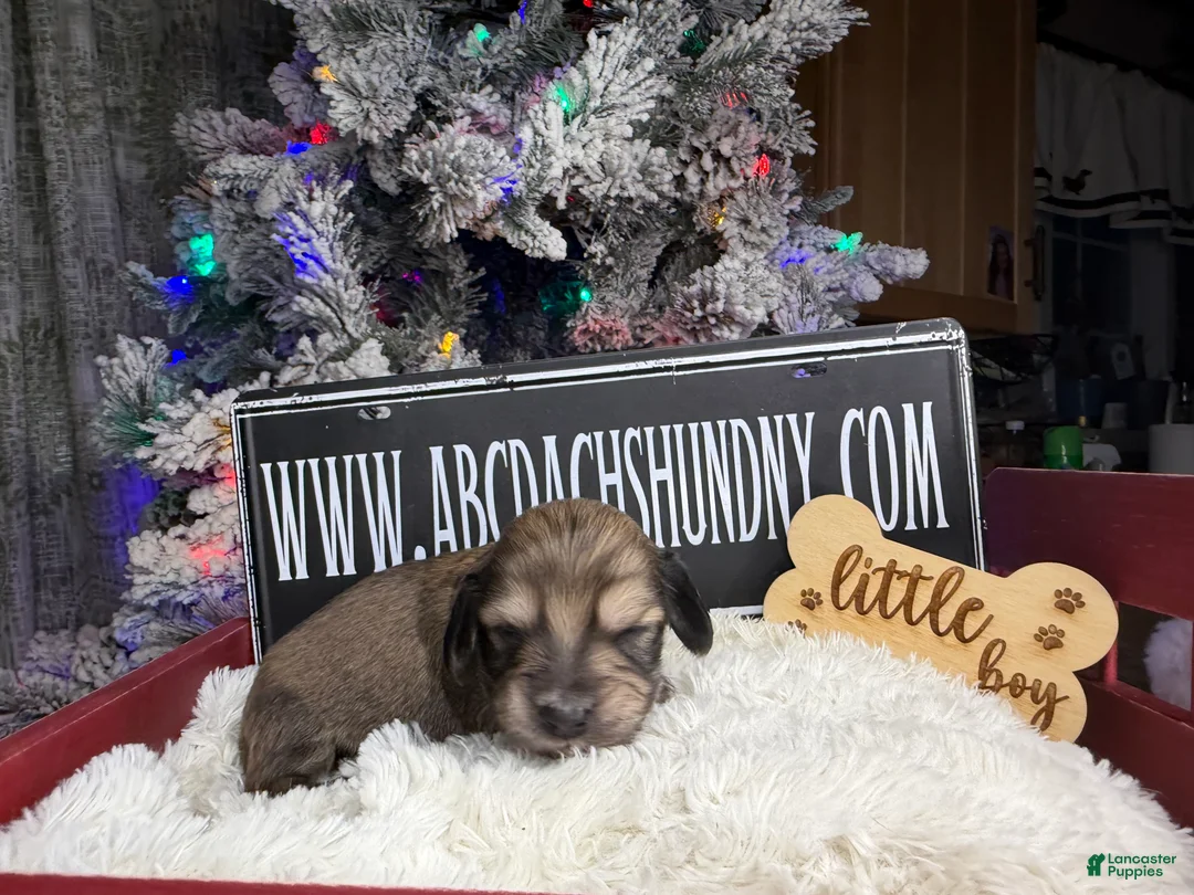 Miniature Dachshund dogs for sale: CReam  - Ad 9
