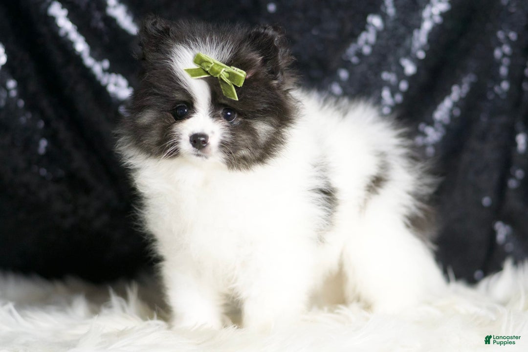 Pomeranian dogs for sale: Bingo - Ad 3