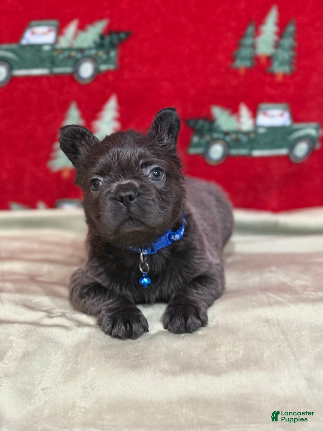 French Bulldog dogs for sale: 💙 Frost - Ad 8