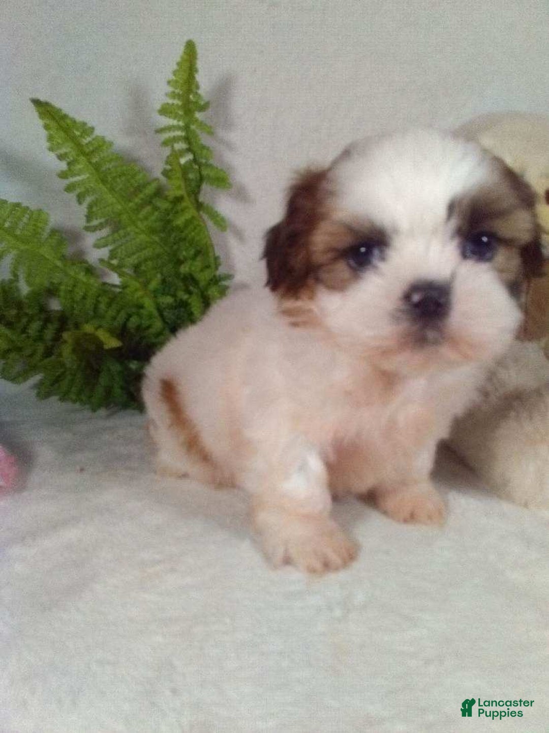 Shih Tzu dogs for sale: Romeo  - Ad 5