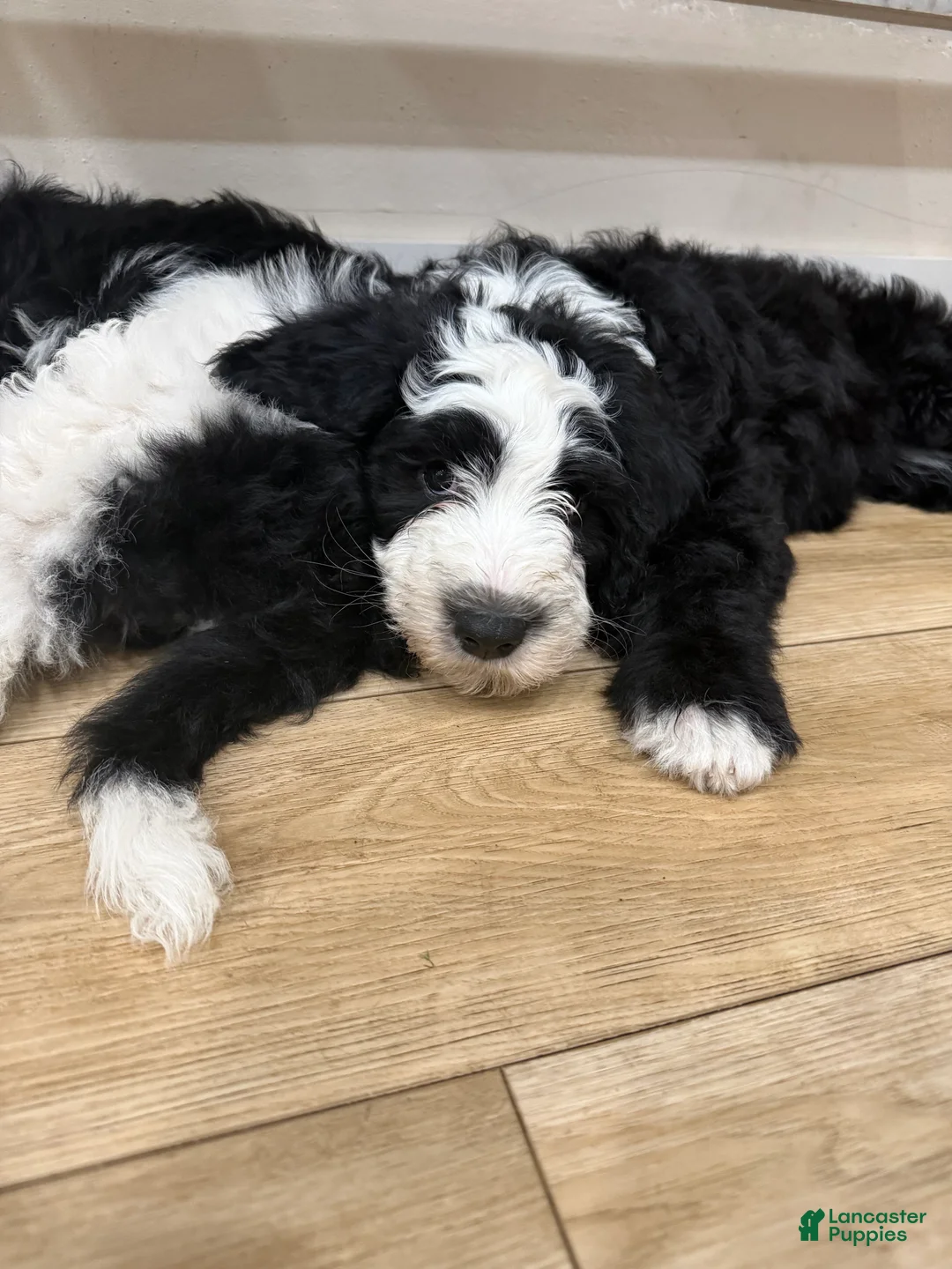 Sheepadoodle dogs for sale: Bandit  - Ad 3
