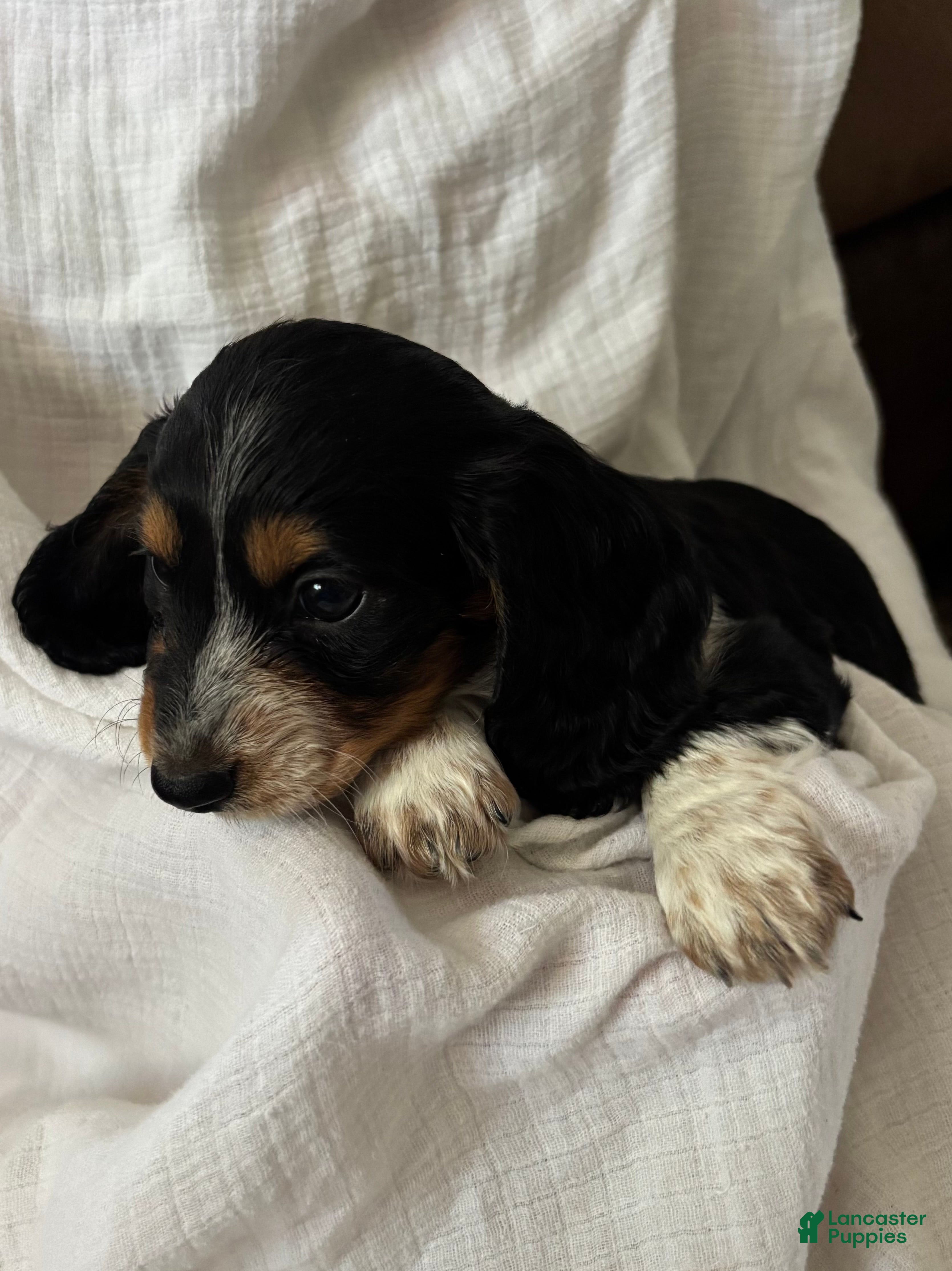 Miniature Dachshund dogs Ginger  - Ad 2