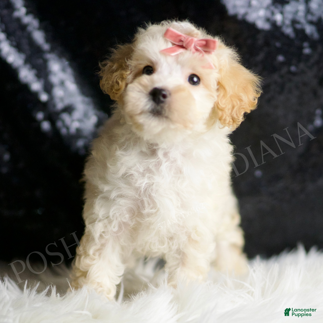 Maltipoo dogs for sale: Cherry - Ad 3
