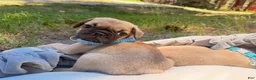Pug dogs for sale: Otis  - Ad 3