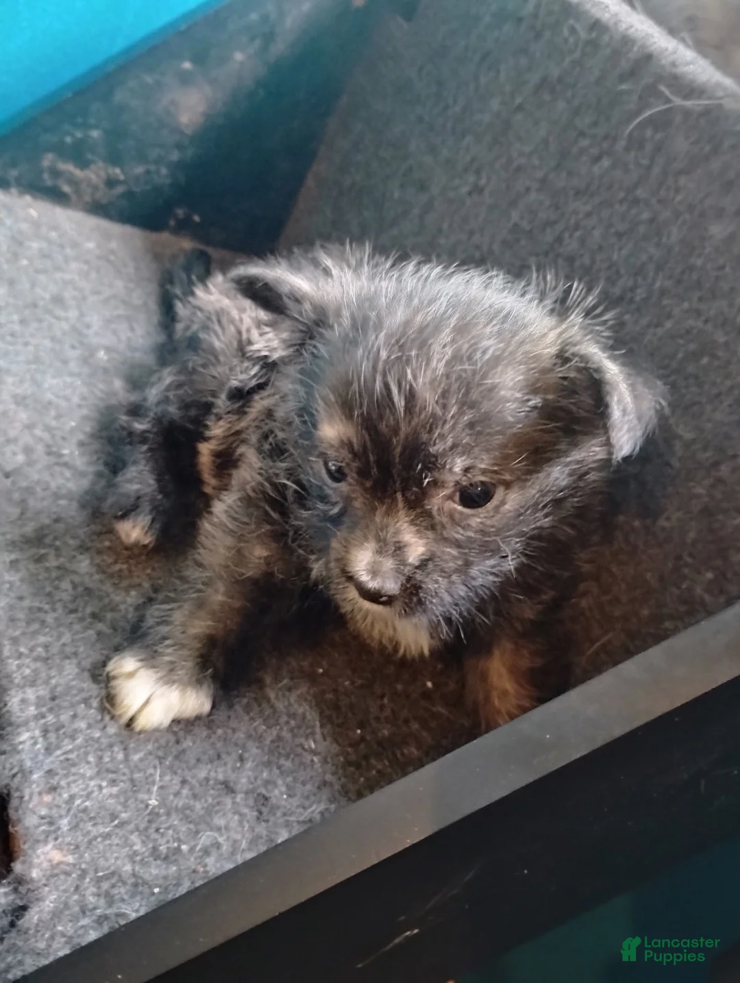 Mixed Breed dogs for sale: Mixed Breed 2 - Ad 1
