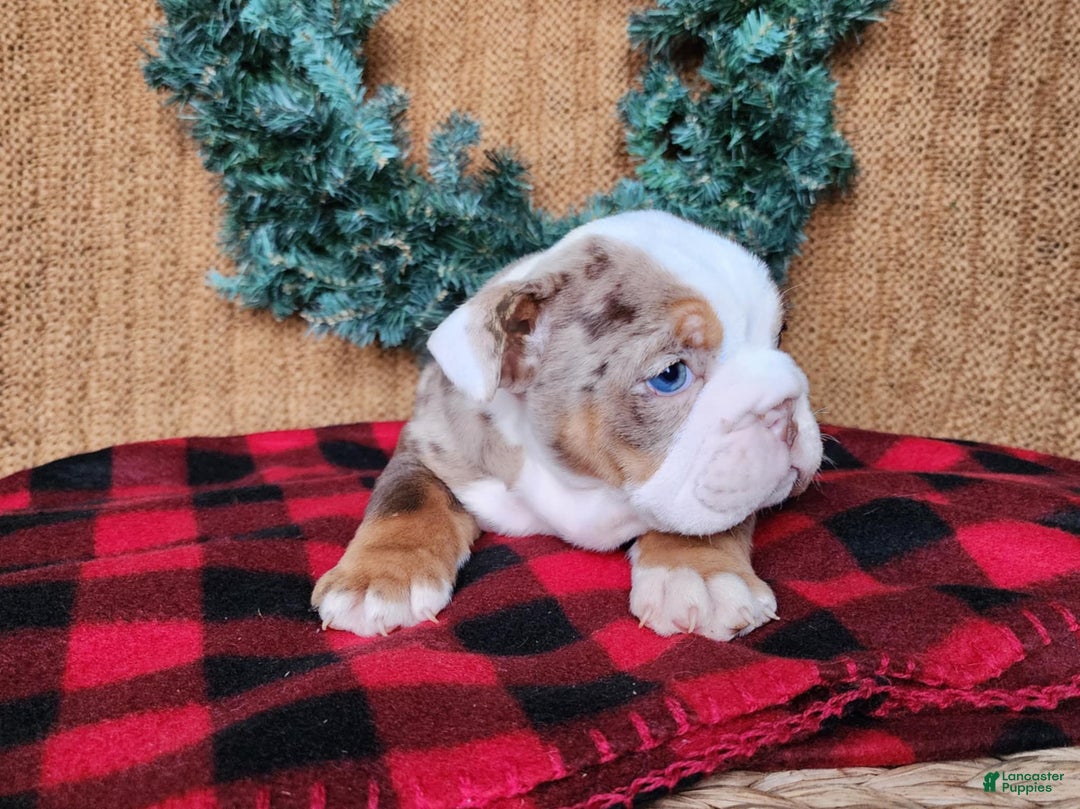 English Bulldog dogs for sale: Forrest - Ad 17