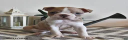 Boston Terrier dogs for sale: Brenda  - Ad 3