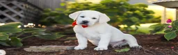 Labrador Retriever dogs for sale: Stormy - Ad 3