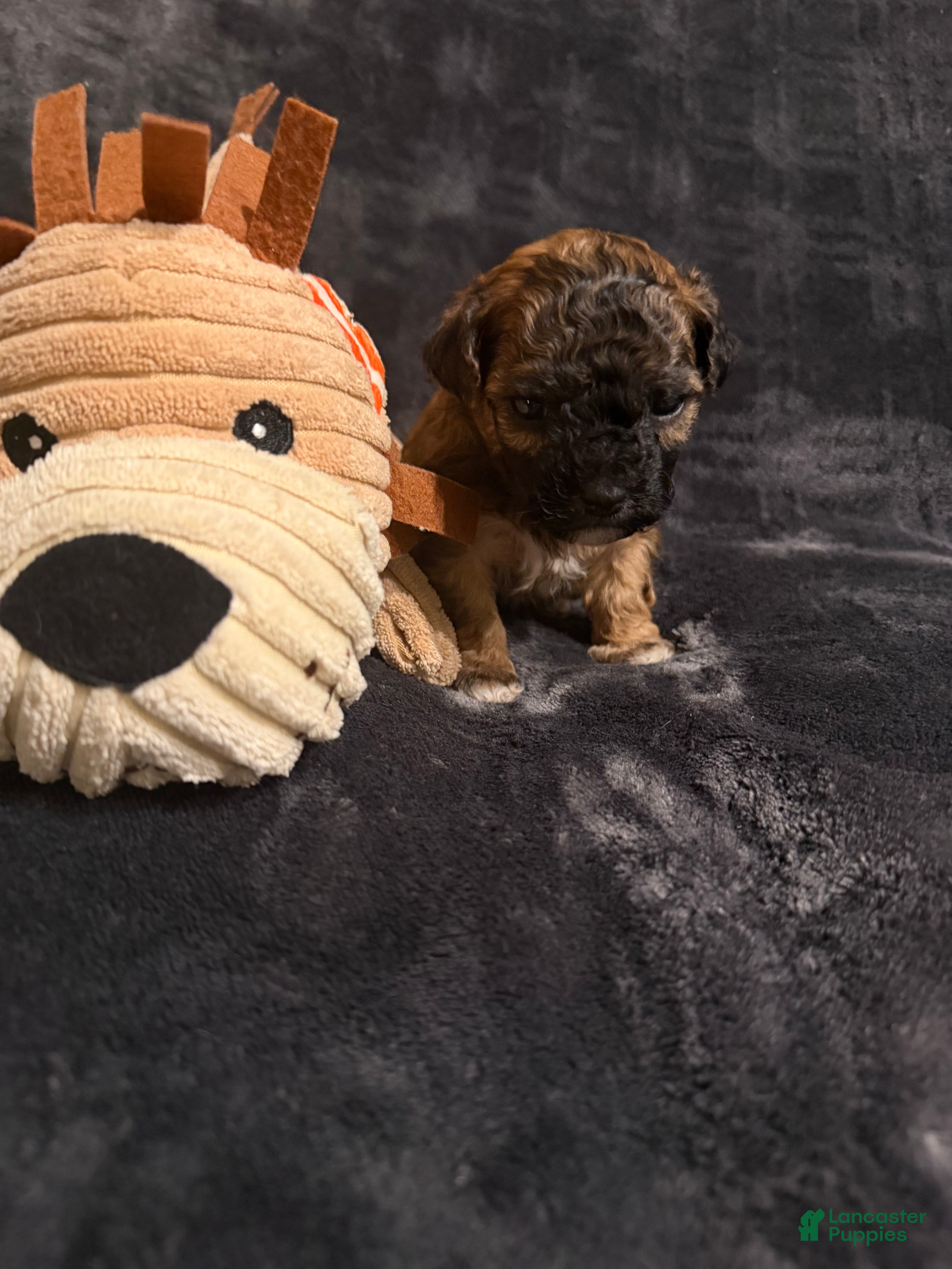 Mixed Breed dogs Hershey - Ad 18