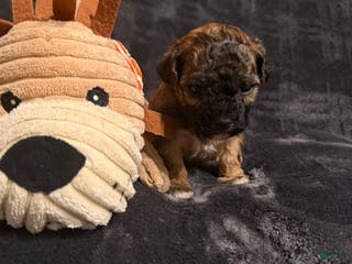 Mixed Breed dogs Hershey - Ad 18