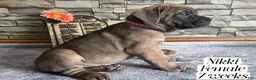 Cane Corso dogs for sale: Nikki - Ad 1