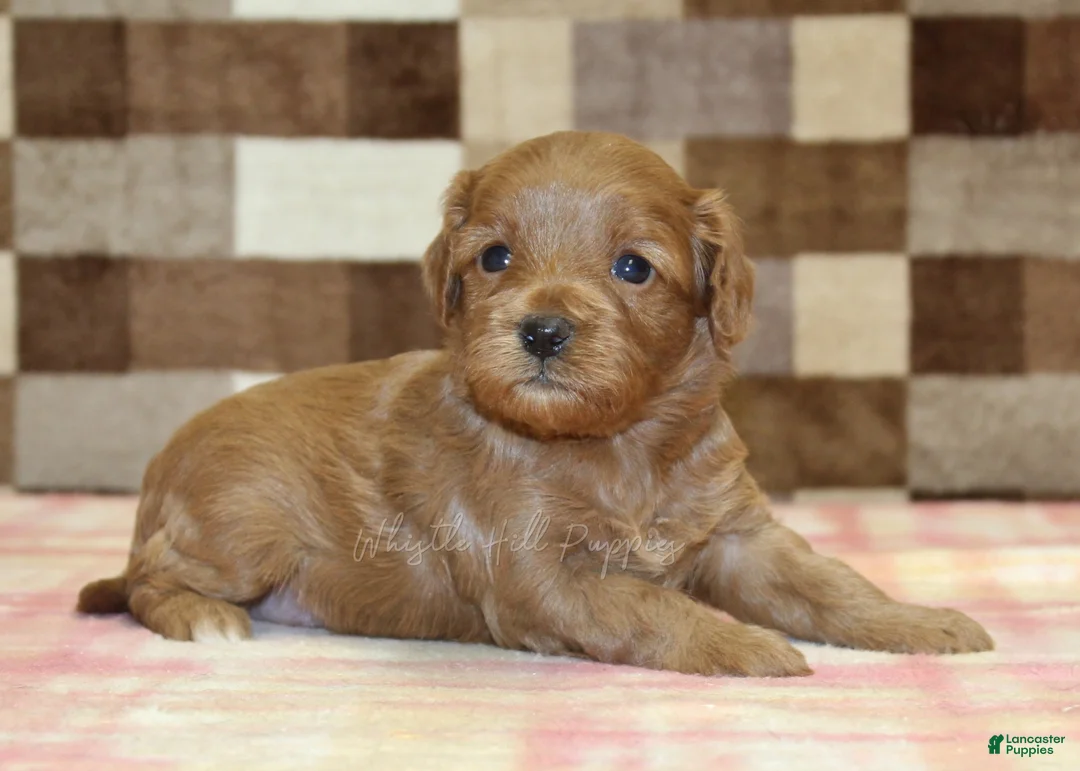 Cavapoo dogs for sale: Sadie - Ad 1