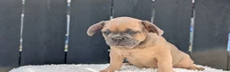 French Bulldog dogs for sale: Yeti - Ad 9