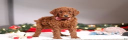 Standard Poodle dogs for sale: Kaylee - Ad 4