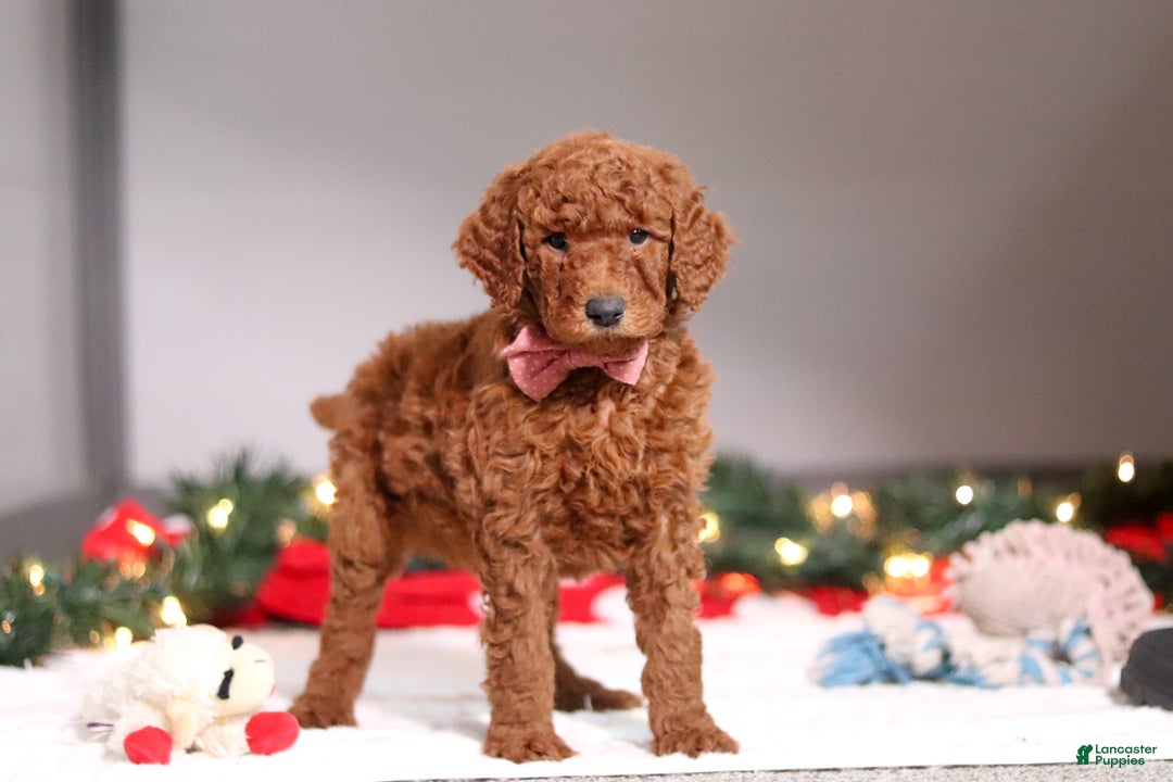 Standard Poodle dogs for sale: Kaylee - Ad 4