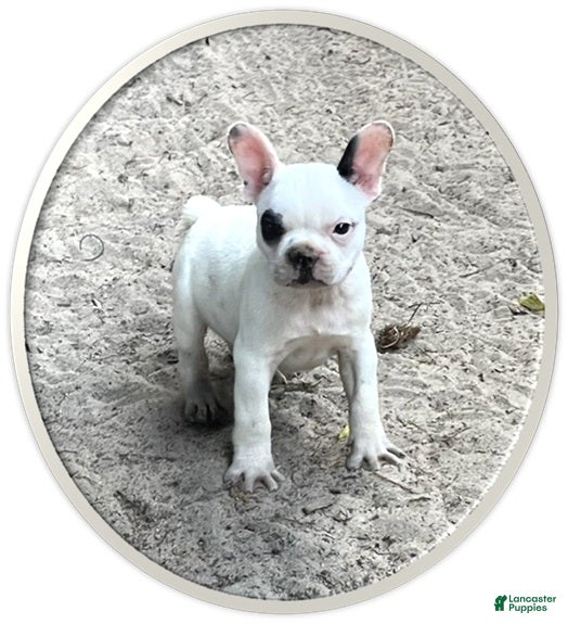 Frenchton dogs Frenchton #66 - Ad 1
