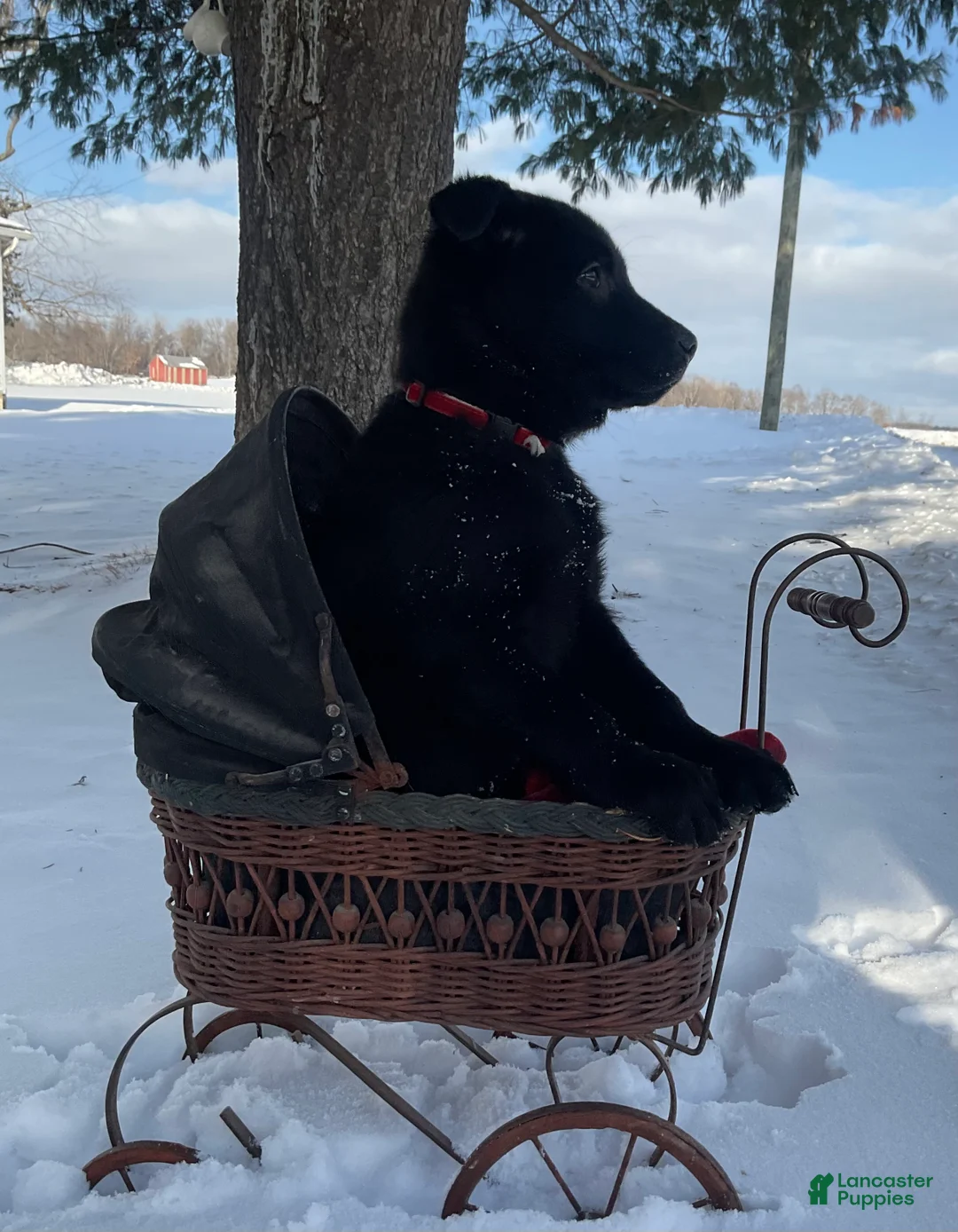 Mixed Breed dogs for sale: Becca  - Ad 3