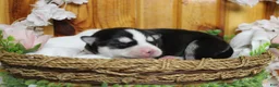 Siberian Husky dogs for sale: Storm  - Ad 5