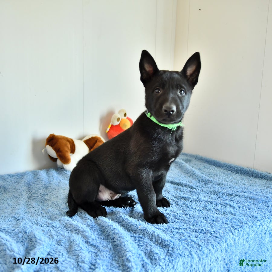 Belgian Malinois dogs for sale: Apollo - Ad 2