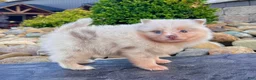Pomeranian dogs for sale: Fluffy - Ad 4
