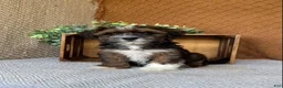 Havanese dogs for sale: Amigo  - Ad 7