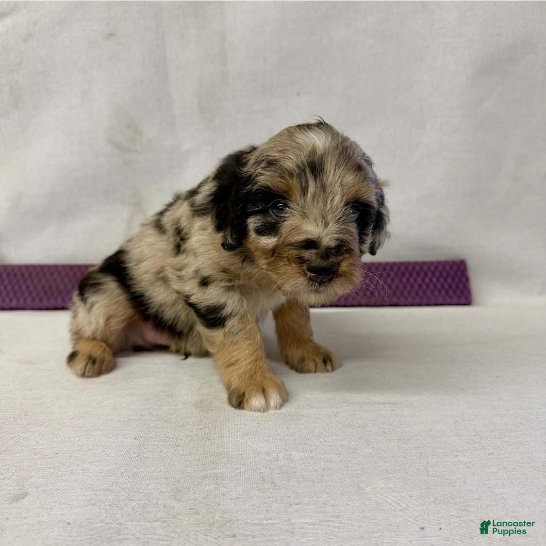 Aussiedoodle dogs Chase - Ad 2