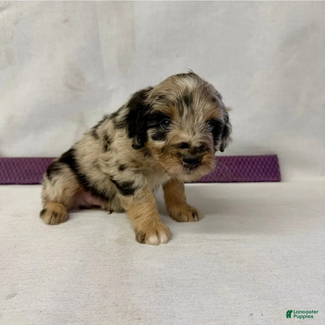 Aussiedoodle dogs for sale: Chase - Ad 2