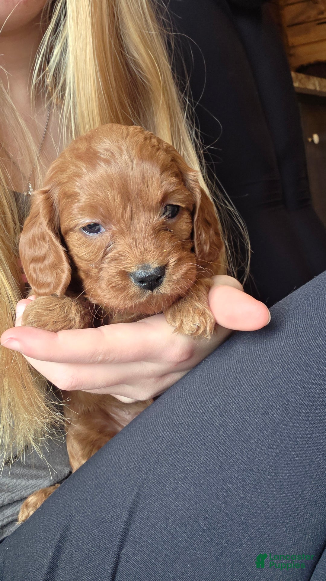 Cavapoo dogs for sale: Bella - Ad 12