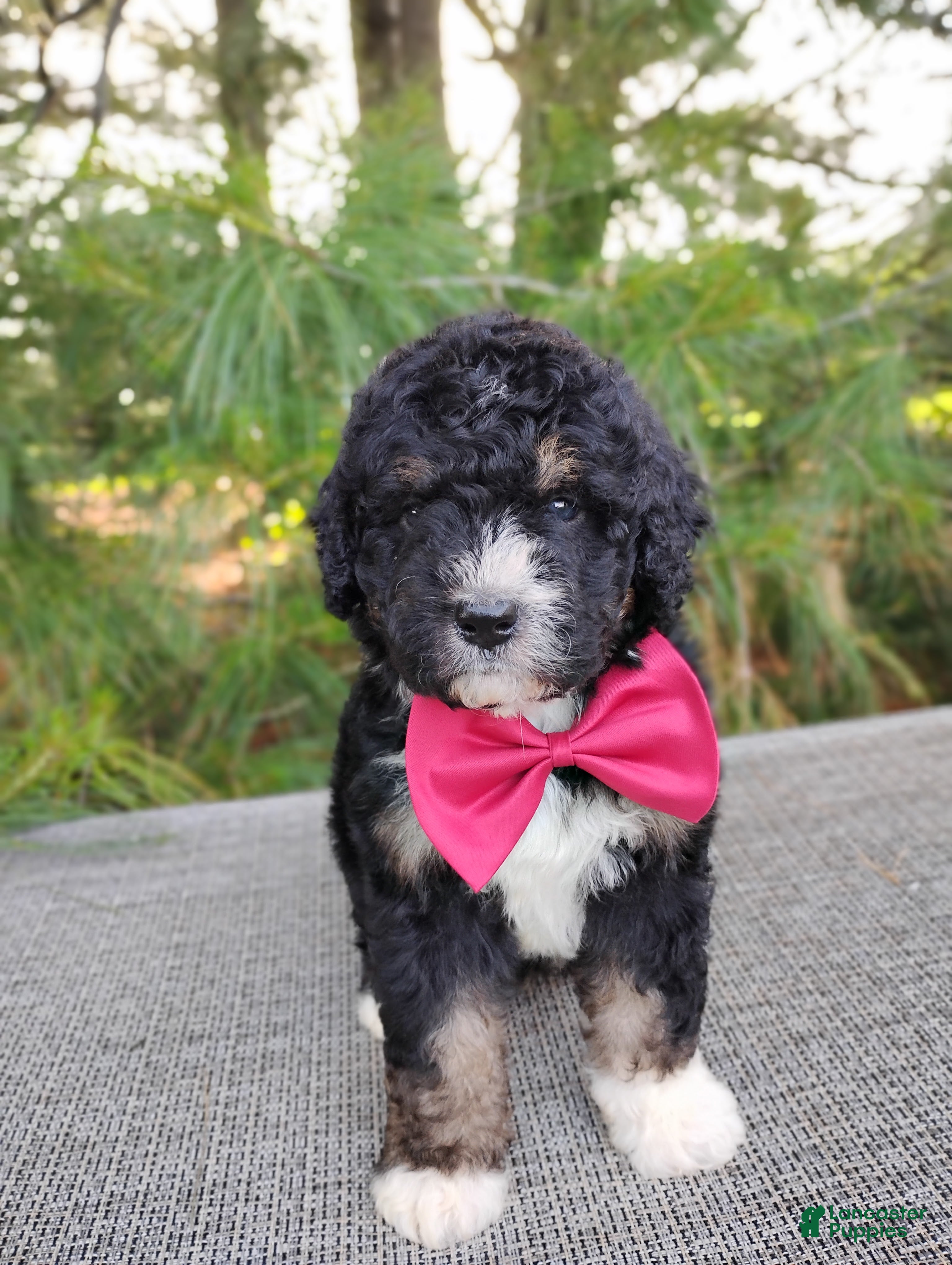 Bernedoodle dogs Teddy - Ad 1
