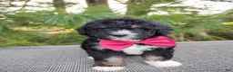 Bernedoodle dogs for sale: Teddy - Ad 1