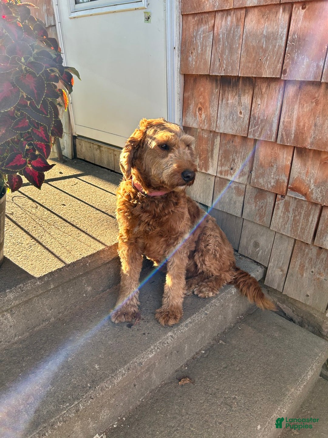 Mini Goldendoodle dogs for sale: Carlos - Ad 6