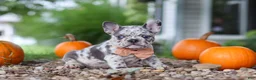 French Bulldog dogs for sale: Hope - Ad 3