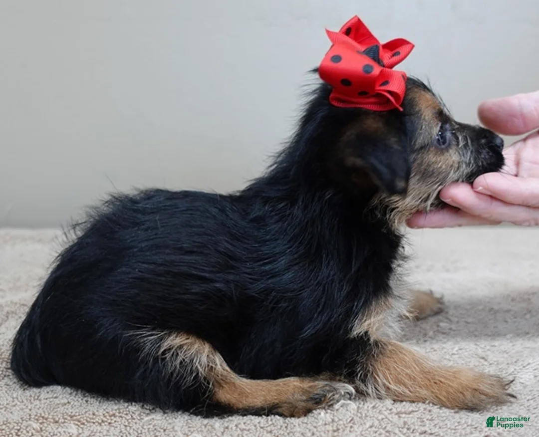 Yorkshire Terrier dogs for sale: Bali - Ad 4