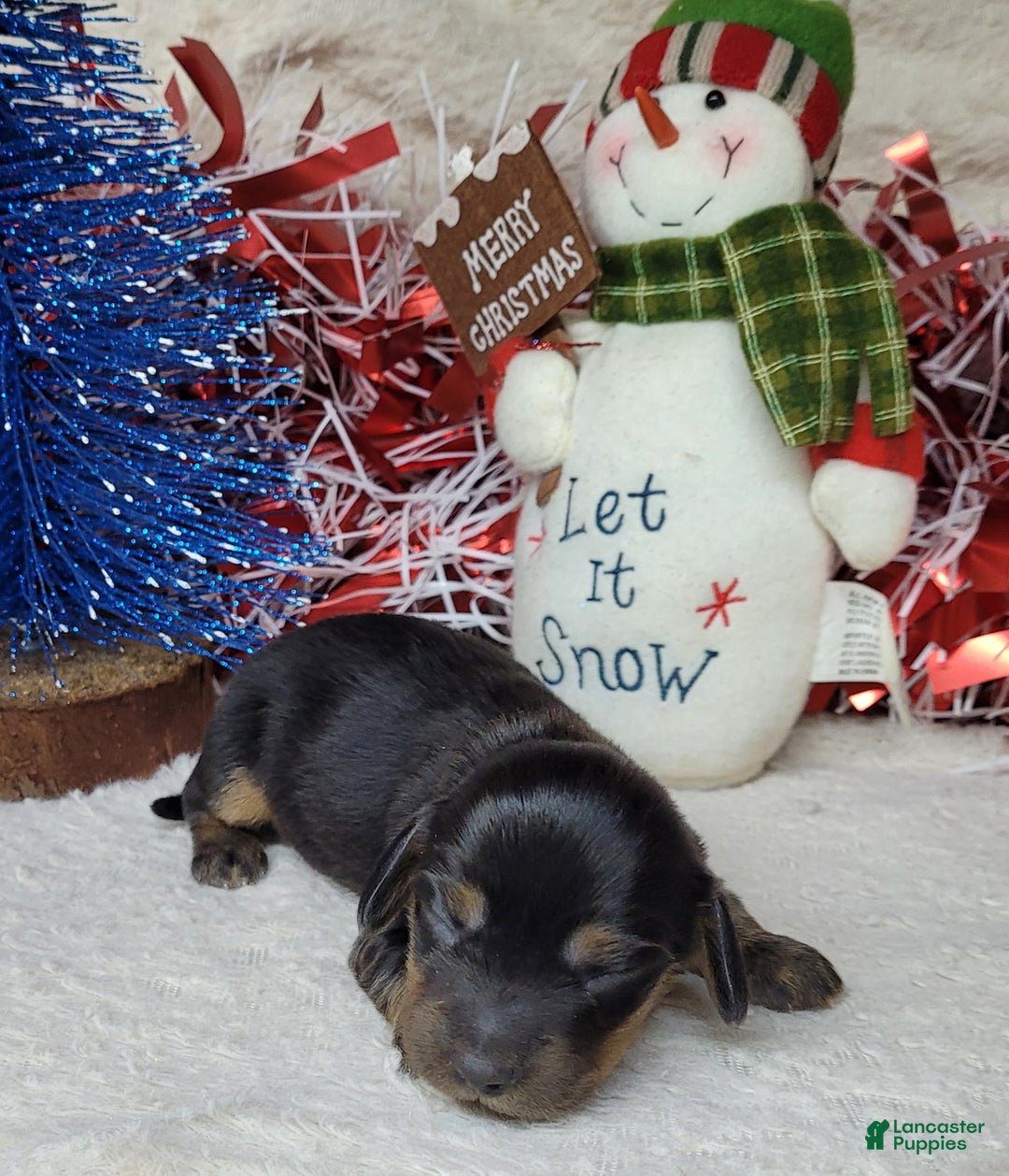 Miniature Dachshund dogs for sale: AKC Zarah - Ad 3