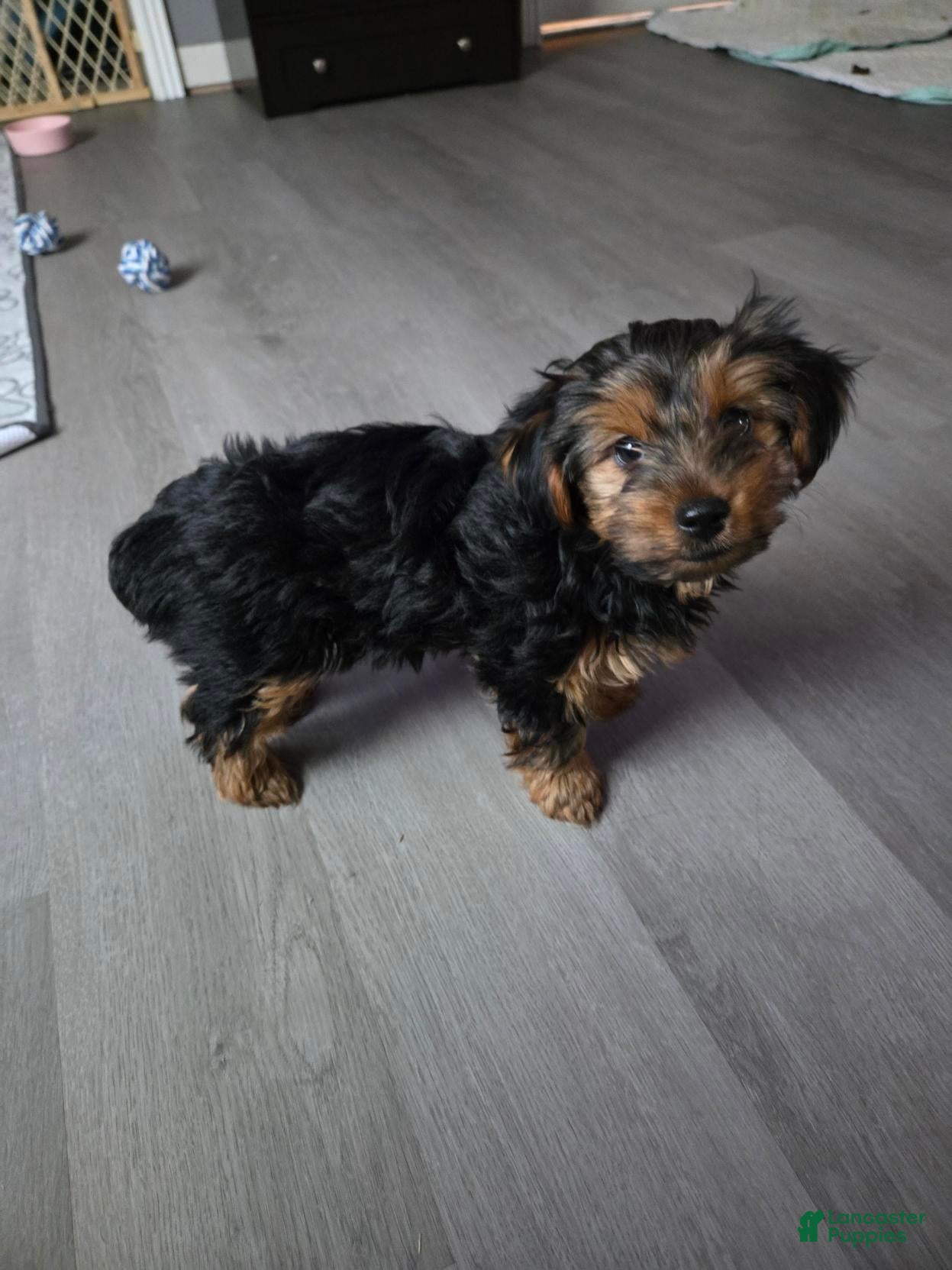 Yorkshire Terrier dogs Yorkshire Terrier Korra (female) - Ad 13