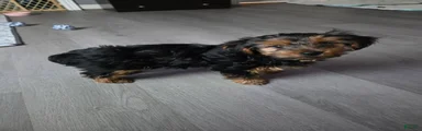 Yorkshire Terrier Korra (female)
